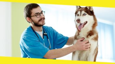 Canine Care: Essential Tips To Ensure The Health And Safety of Your Pets