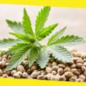 How Much Should a Weed Seed Sell for?