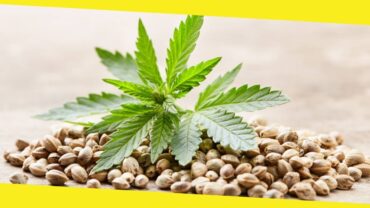 How Much Should a Weed Seed Sell for?