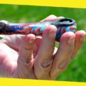 What Are The Most Common Materials Used In Cannabis Pipes?