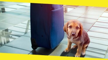 What to Consider When Traveling With a Pet