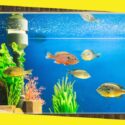 5 Benefits of Regular Aquarium Maintenance for Your Fish