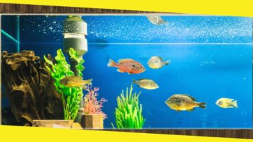 5 Benefits of Regular Aquarium Maintenance for Your Fish