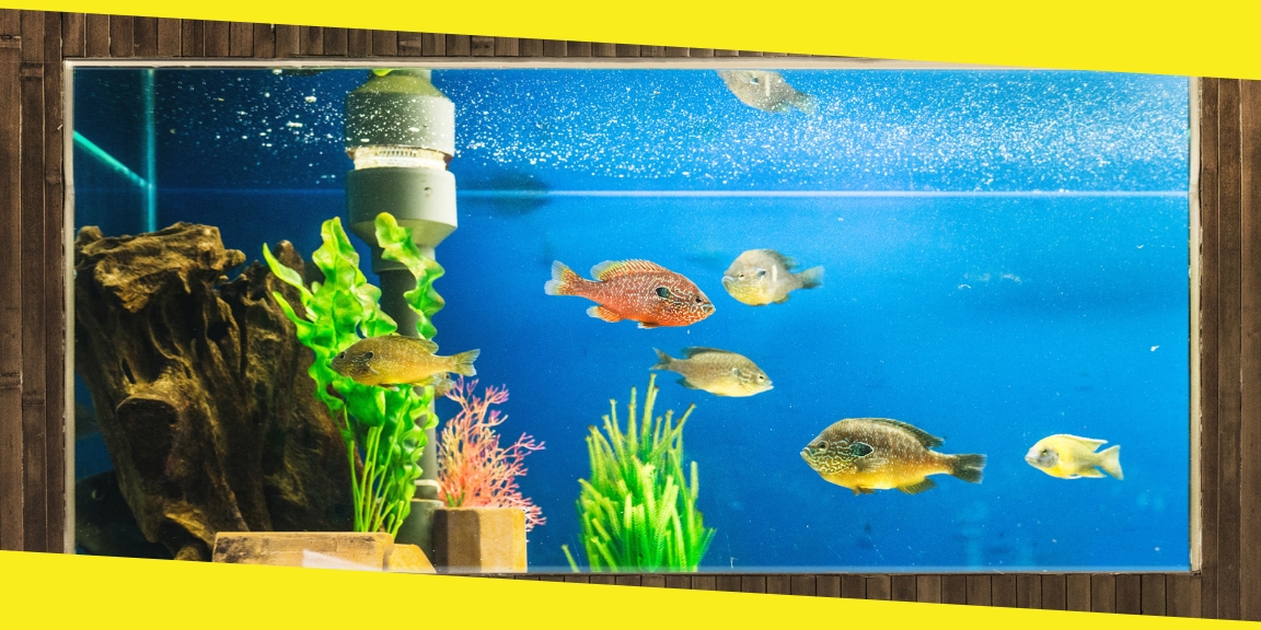 Benefits of Regular Aquarium Maintenance