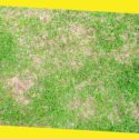 How to Repair Brown Patches in Your Lawn: A Step-by-Step Guide from Experts