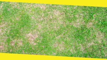 How to Repair Brown Patches in Your Lawn: A Step-by-Step Guide from Experts
