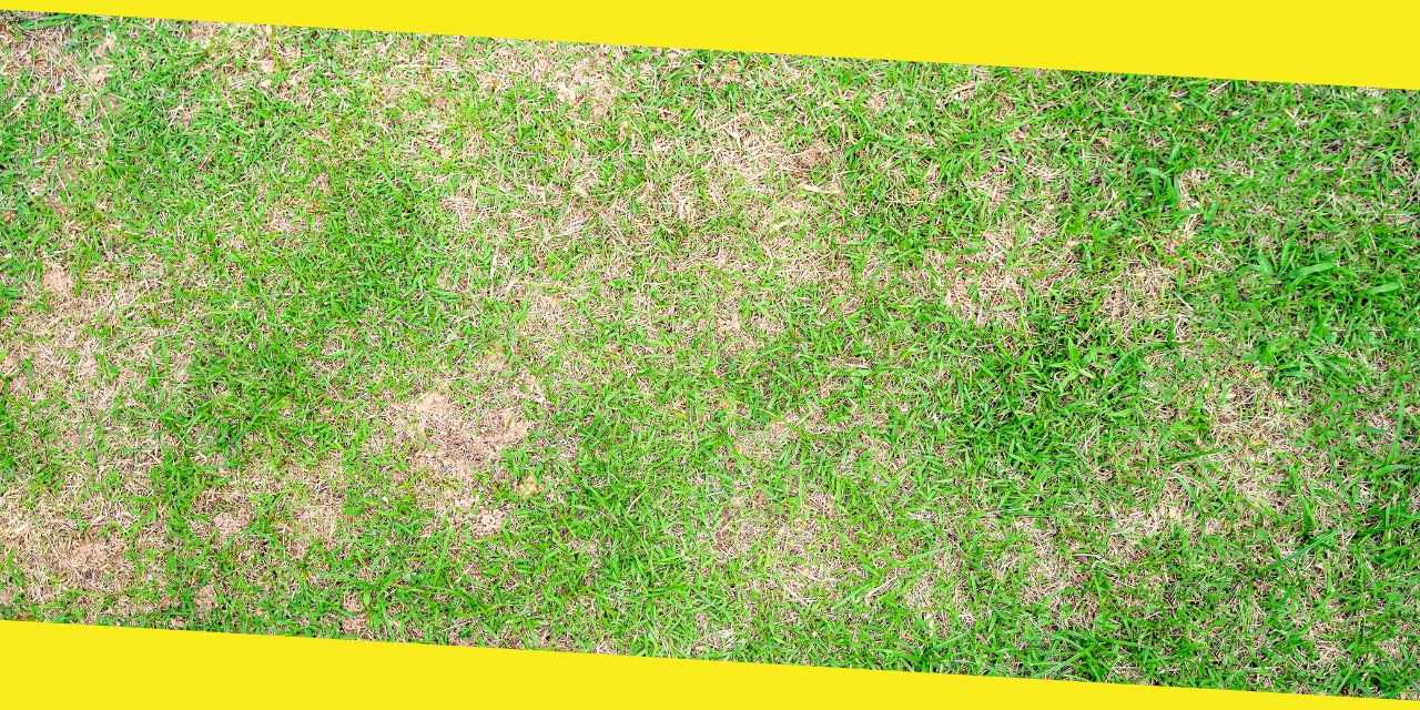 How to Repair Brown Patches in Lawn