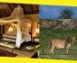 The Top 10 Luxury Lodges in the Greater Kruger Park