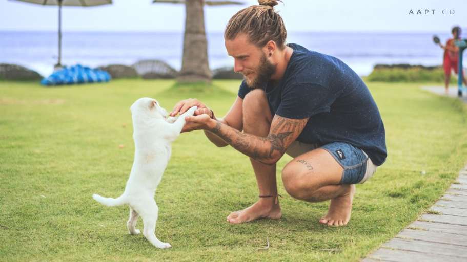 How to Choose The Best Dog Trainers