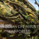 Ian McAllister on How Ocean Life Feeds the Rainforest