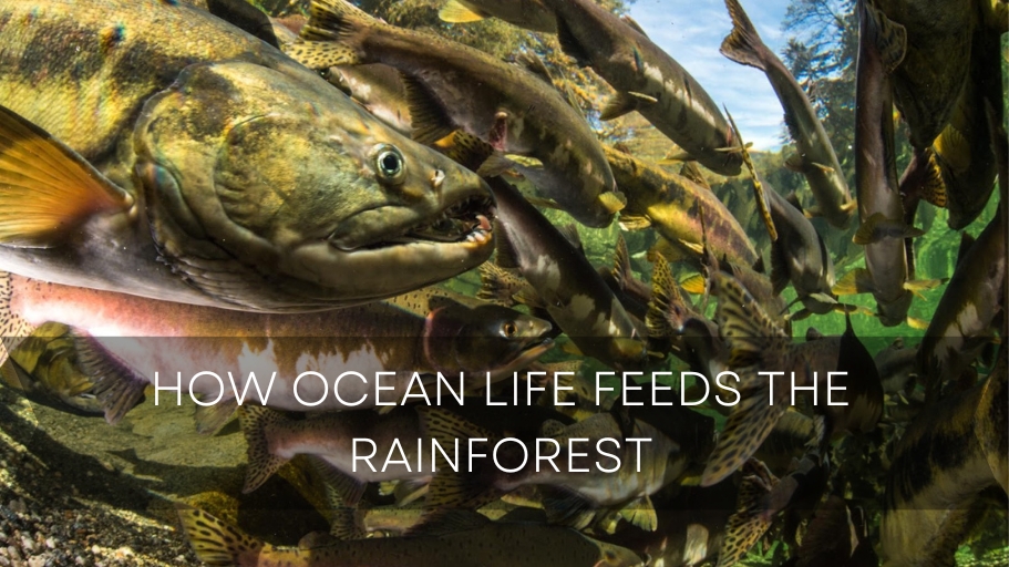 how ocean life feeds the rainforest