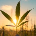 The High Road: An Excursion Through Cannabis Culture