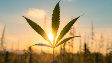 The High Road: An Excursion Through Cannabis Culture