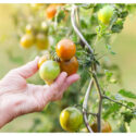 Your Guide to Modern Gardening Practices for Your Home