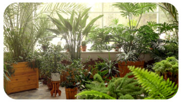 Home Decor: Why Plants Are the Ultimate Home Accessory