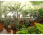 Home Decor: Why Plants Are the Ultimate Home Accessory