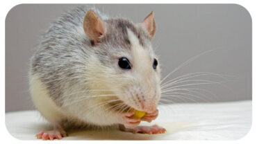 Choosing the Right Mouse Model for Preclinical Testing