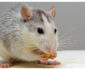 Choosing the Right Mouse Model for Preclinical Testing
