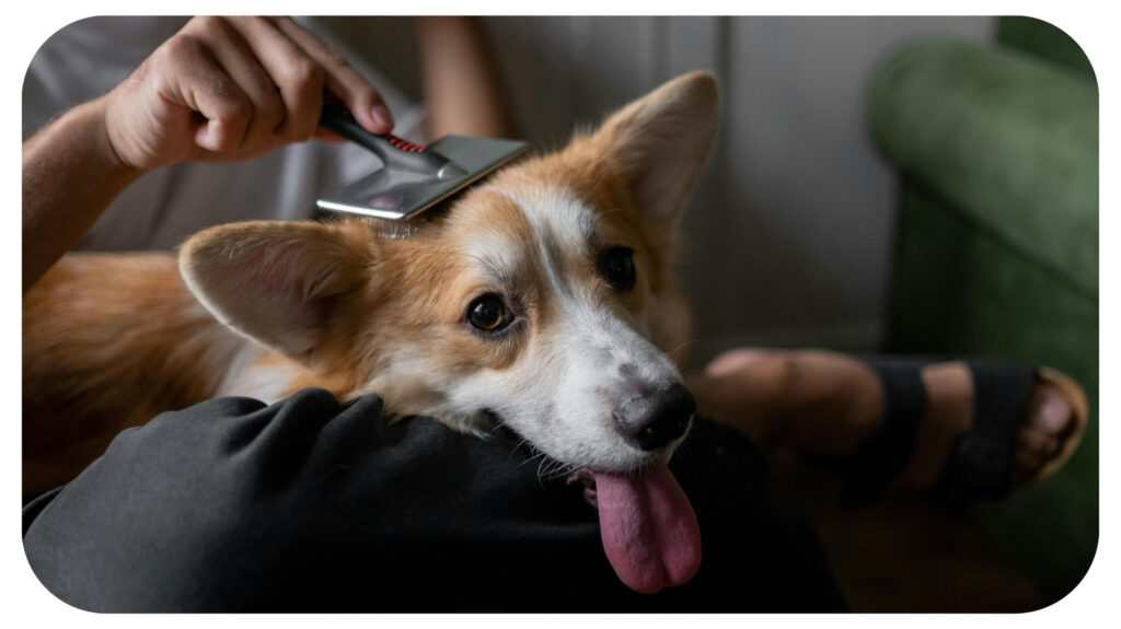 Man Brushing Dogs Hair