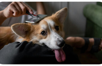 The Basics of Dog Hygiene: What Every Owner Should Know