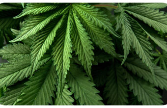 How Different Cannabinoids Interact: The Science Behind Multi-Compound Products