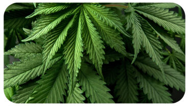 How Different Cannabinoids Interact: The Science Behind Multi-Compound Products