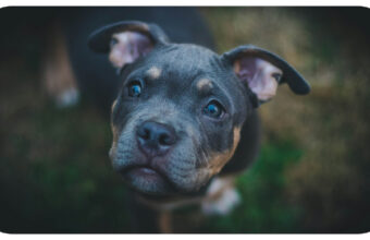 Nathaniel DiRenzo on Navigating Complex Canine Behaviors: When to Seek Professional Help