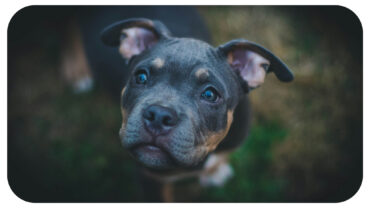 Nathaniel DiRenzo on Navigating Complex Canine Behaviors: When to Seek Professional Help