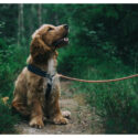 Positive Reinforcement: The Key to Better Dog Behavior