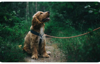 Positive Reinforcement: The Key to Better Dog Behavior