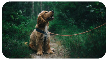 Positive Reinforcement: The Key to Better Dog Behavior