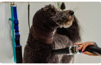 How De-Matting and Expert Brushing Can Transform Your Dog’s Coat