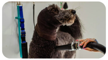 How De-Matting and Expert Brushing Can Transform Your Dog’s Coat