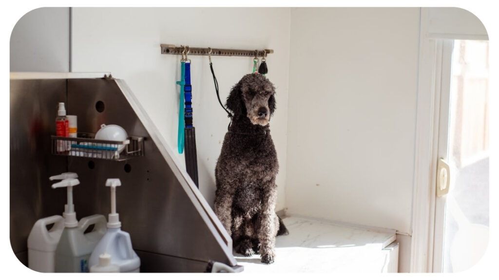 Dog standing calmly in a professional grooming salon setup representing career opportunities in dog grooming and pet care services.