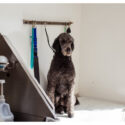 How You Can Turn Your Love For Dogs Into A Career