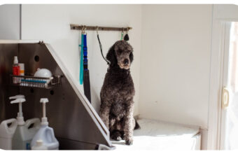 How You Can Turn Your Love For Dogs Into A Career