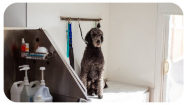 How You Can Turn Your Love For Dogs Into A Career