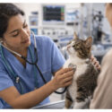 Top Qualities to Look for in a Leading Veterinary Clinic in Dubai
