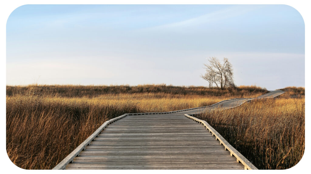a wooden walkway in a field of tall grass.