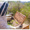 If You Beekeep and Are Having Trouble, Here’s What You Can Do