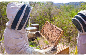 If You Beekeep and Are Having Trouble, Here’s What You Can Do
