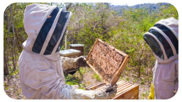 If You Beekeep and Are Having Trouble, Here’s What You Can Do